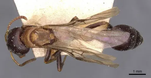 Tetraponera rufonigra - CASENT0907451