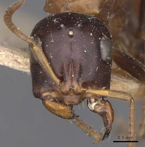 Tetraponera rufonigra - CASENT0907451