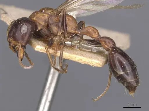 Tetraponera rufonigra - CASENT0907451