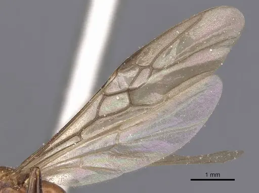 Tetraponera rufonigra - CASENT0907451