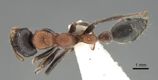 Tetraponera rufonigra - CASENT0919890