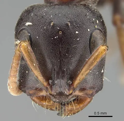 Tetraponera rufonigra - CASENT0919890