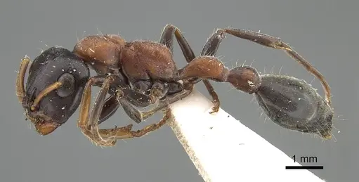 Tetraponera rufonigra - CASENT0919890
