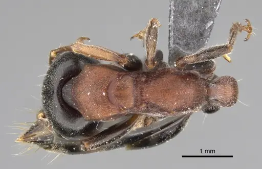 Tetraponera rufonigra - CASENT0923238
