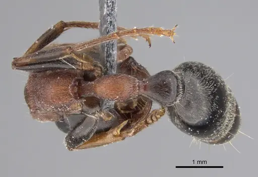 Tetraponera rufonigra - CASENT0923238