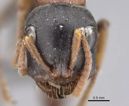 Tetraponera rufonigra - CASENT0923238