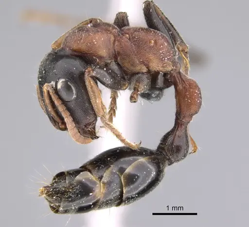 Tetraponera rufonigra - CASENT0923238