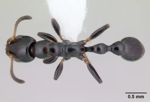 Tetraponera sahlbergii specimen