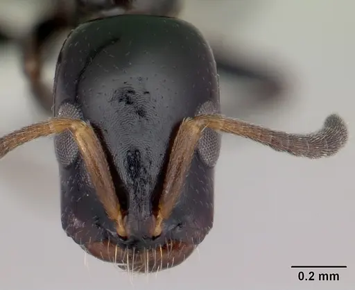 Tetraponera sahlbergii specimen