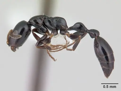 Tetraponera sahlbergii specimen