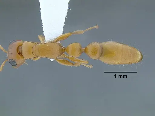Tetraponera schulthessi - CASENT0794193