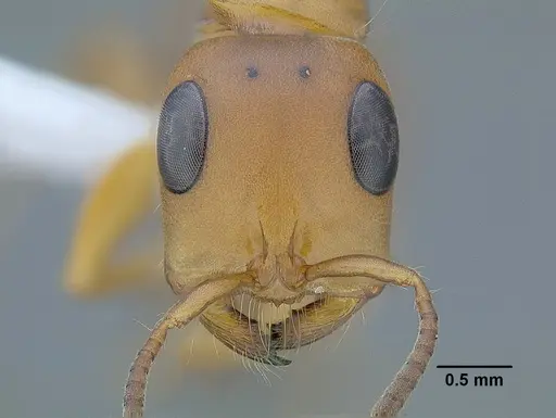 Tetraponera schulthessi - CASENT0794193