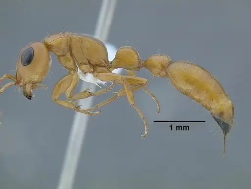 Tetraponera schulthessi - CASENT0794193