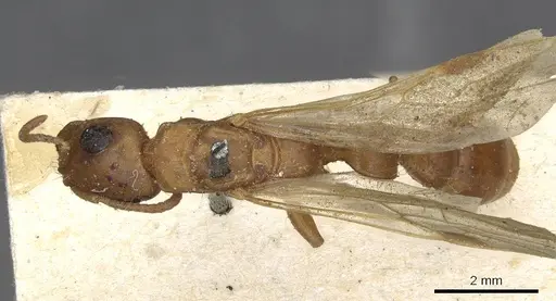 Tetraponera schulthessi - CASENT0915539