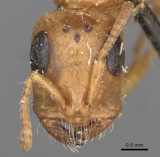 Tetraponera schulthessi - CASENT0915539