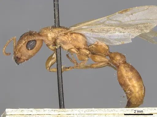 Tetraponera schulthessi - CASENT0915539