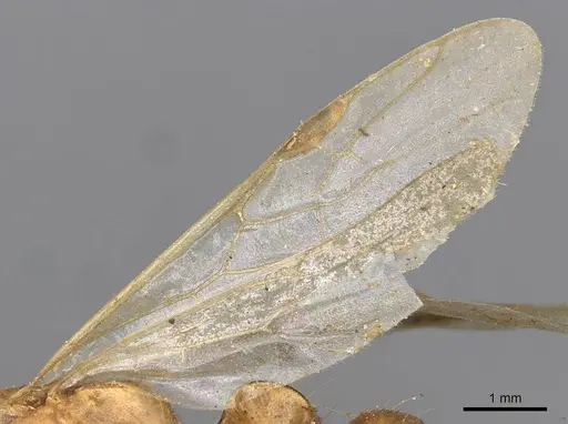 Tetraponera schulthessi - CASENT0915539