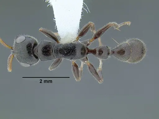 Tetraponera setosa specimen