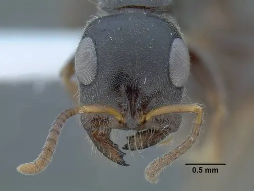 Tetraponera setosa specimen