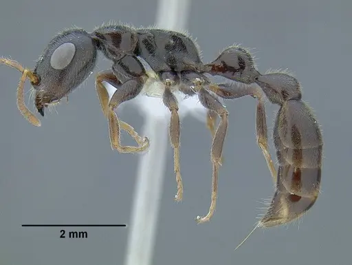 Tetraponera setosa specimen