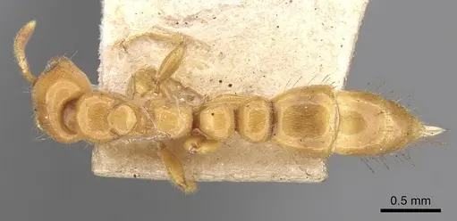 Tetraponera tessmanni specimen