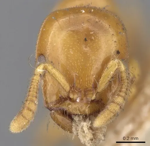 Tetraponera tessmanni specimen