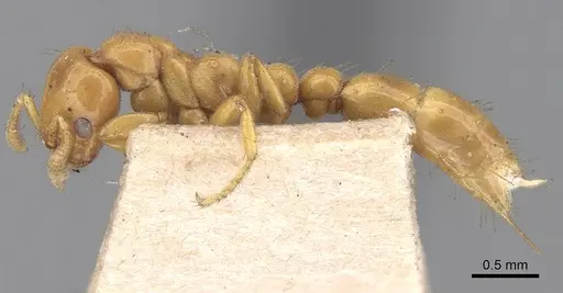 Tetraponera tessmanni specimen