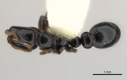 Tetraponera tucurua specimen