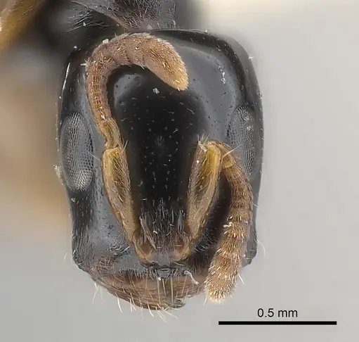 Tetraponera tucurua specimen