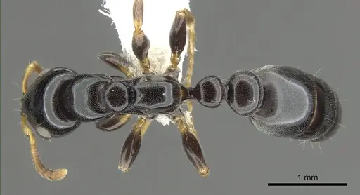 Tetraponera tucurua - CASENT0902836