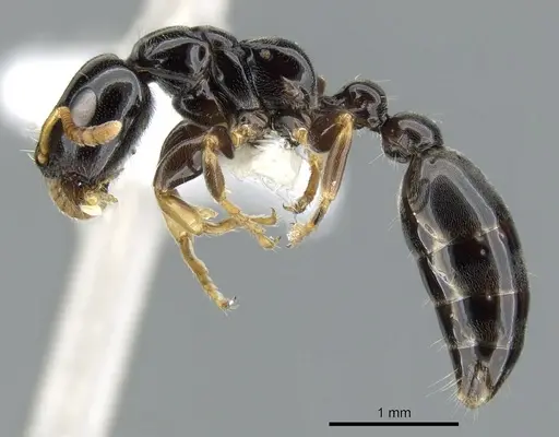 Tetraponera tucurua - CASENT0902836