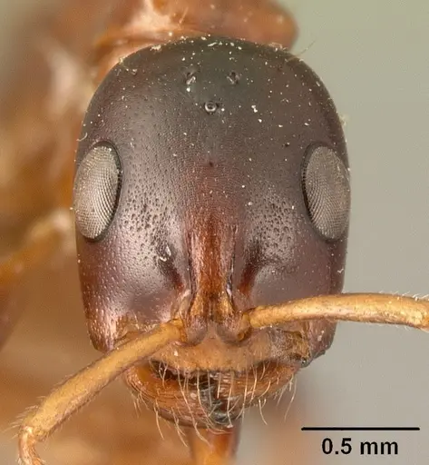 Tetraponera variegata specimen