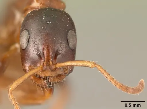 Tetraponera variegata specimen