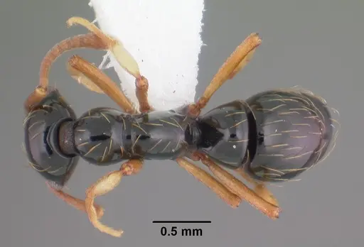 Thaumatomyrmex atrox specimen