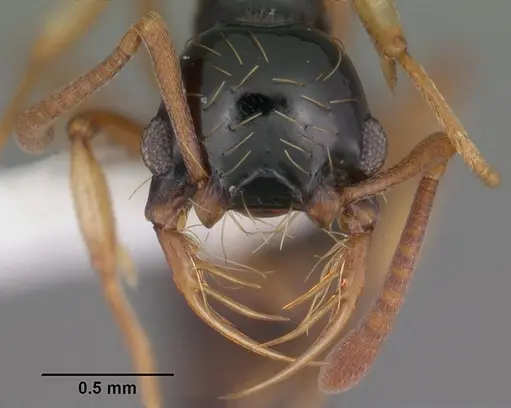 Thaumatomyrmex atrox specimen