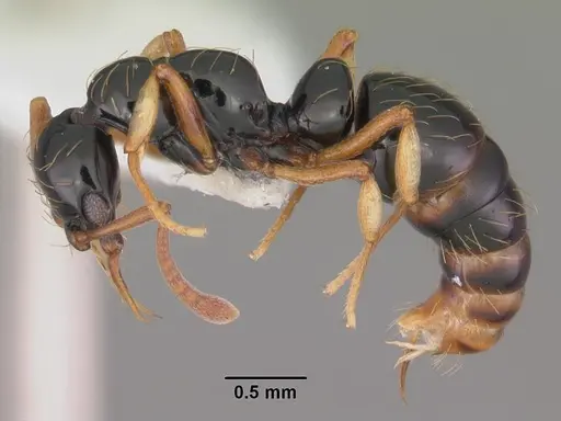 Thaumatomyrmex atrox specimen