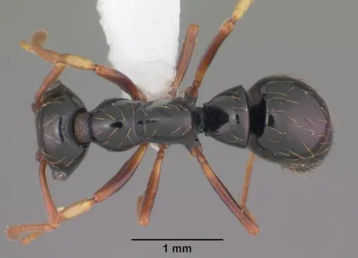 Thaumatomyrmex atrox - CASENT0010857