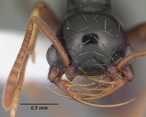 Thaumatomyrmex atrox - CASENT0010857