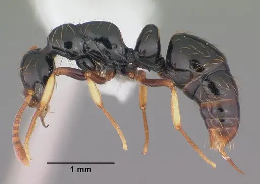 Thaumatomyrmex atrox - CASENT0010857