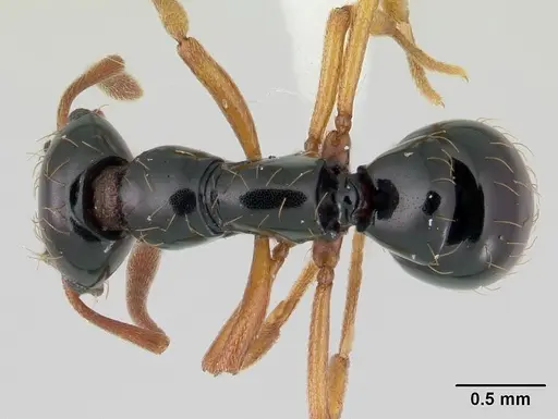 Thaumatomyrmex atrox - CASENT0178703