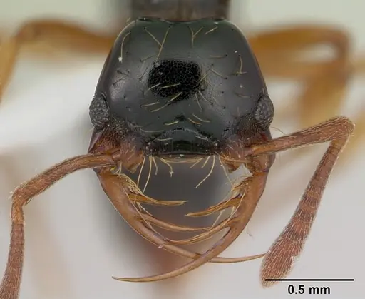 Thaumatomyrmex atrox - CASENT0178703