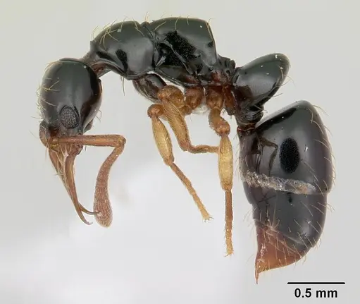 Thaumatomyrmex atrox - CASENT0178703