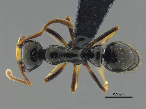 Thaumatomyrmex atrox - CBUMAGENT41671