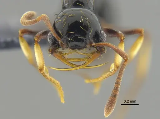 Thaumatomyrmex atrox - CBUMAGENT41671