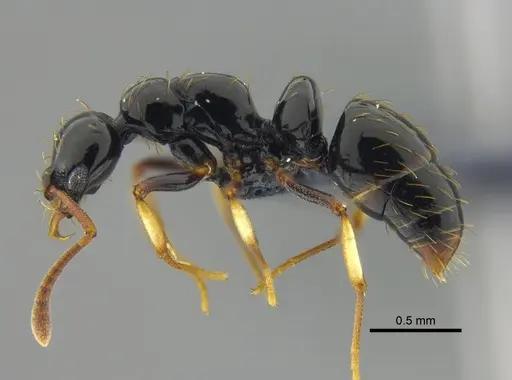 Thaumatomyrmex atrox - CBUMAGENT41671