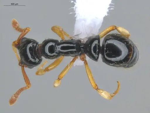 Thaumatomyrmex atrox - ECOFOG-GAL18-0145-20
