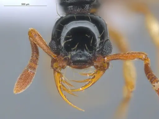 Thaumatomyrmex atrox - ECOFOG-GAL18-0145-20