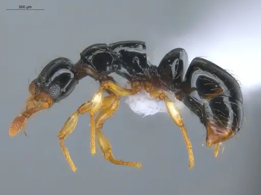 Thaumatomyrmex atrox - ECOFOG-GAL18-0145-20