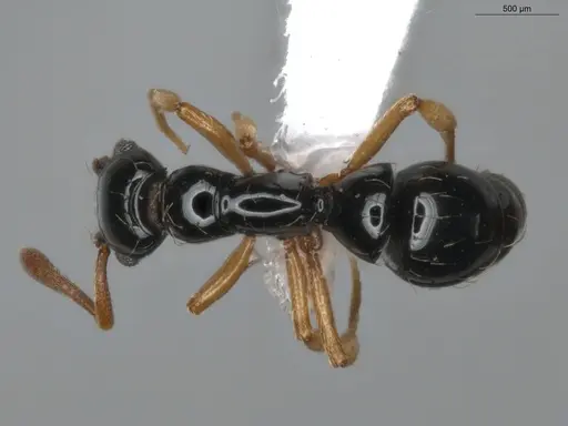 Thaumatomyrmex atrox - ECOFOG-MI15-0087-34