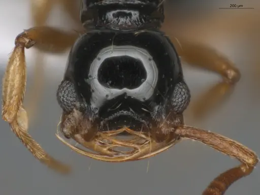 Thaumatomyrmex atrox - ECOFOG-MI15-0087-34